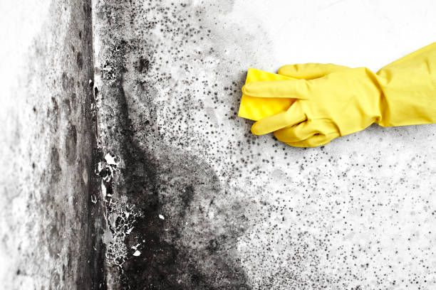 Best Fast Mold Removal  in Colleyville, TX