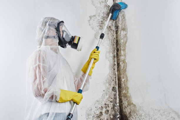 Best Mold Cleaning Services  in Colleyville, TX