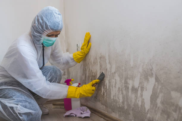 Best Professional Mold Removal  in Colleyville, TX