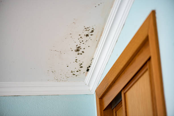 Best Home Mold Removal  in Colleyville, TX