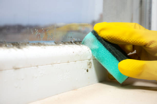 Best Mold Remediation Experts  in Colleyville, TX