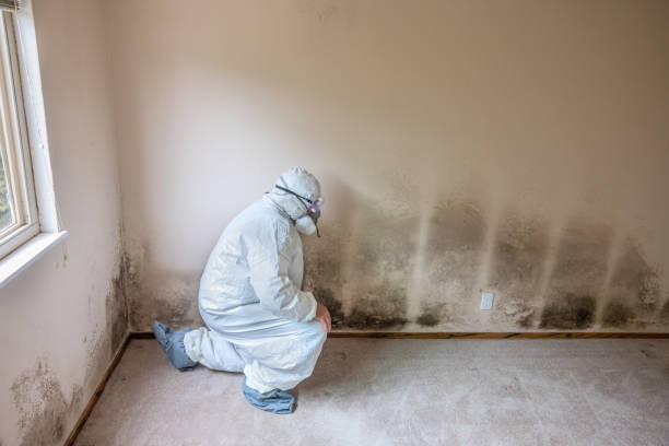 Best Affordable Mold Removal  in Colleyville, TX