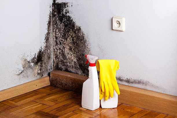 Best Same-Day Mold Removal  in Colleyville, TX