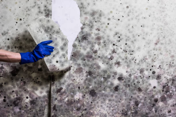 Best Black Mold Removal  in Colleyville, TX