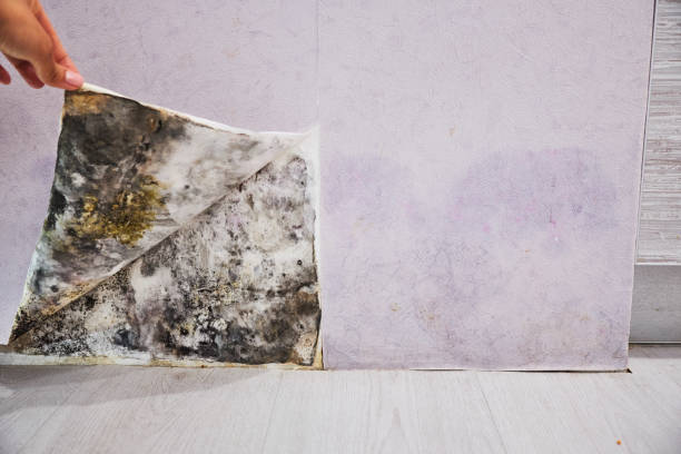 Best Office Mold Removal Services  in Colleyville, TX